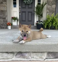 Clay, a male Shiba Inu for sale in Ephrata, PA – 4 of 4