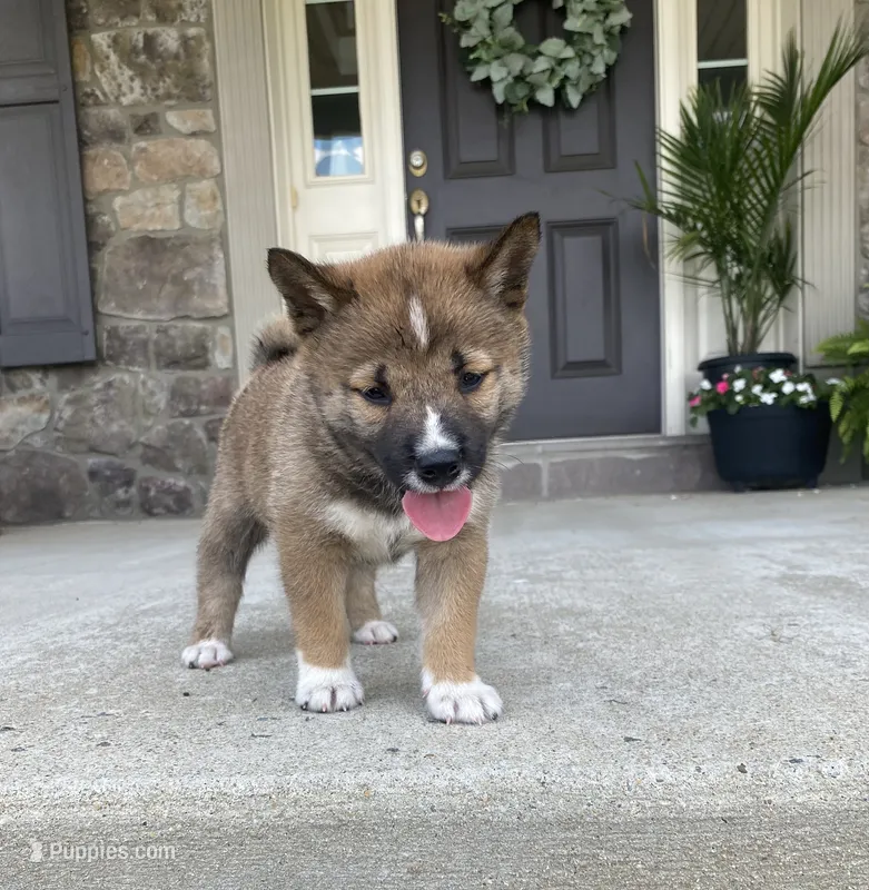 Sienna – Shiba Inu puppy for sale in Ephrata, PA
