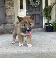 Sienna, a female Shiba Inu for sale in Ephrata, PA – 1 of 4