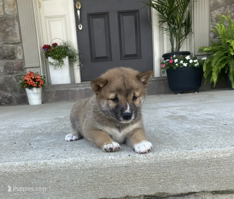 Willow – Shiba Inu puppy for sale in Ephrata, PA