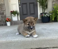 Willow, a female Shiba Inu for sale in Ephrata, PA – 1 of 4