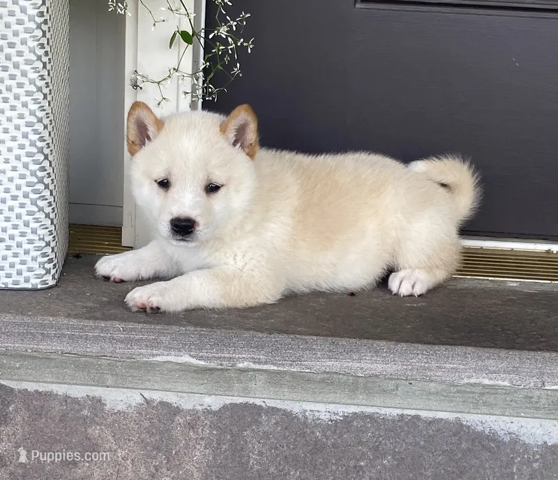 Chase – Shiba Inu puppy for sale in Ephrata, PA
