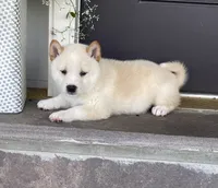 Chase, a male Shiba Inu for sale in Ephrata, PA – 1 of 4