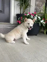 Chase, a male Shiba Inu for sale in Ephrata, PA – 4 of 5