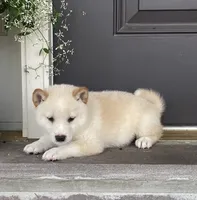 Chase, a male Shiba Inu for sale in Ephrata, PA – 2 of 4