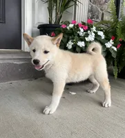 Chase, a male Shiba Inu for sale in Ephrata, PA – 2 of 5