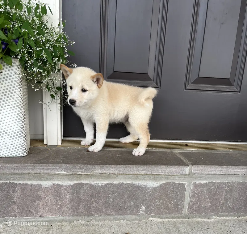 Chase – Shiba Inu puppy for sale in Ephrata, PA