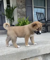 Rocky, a male Shiba Inu for sale in Ephrata, PA – 3 of 4