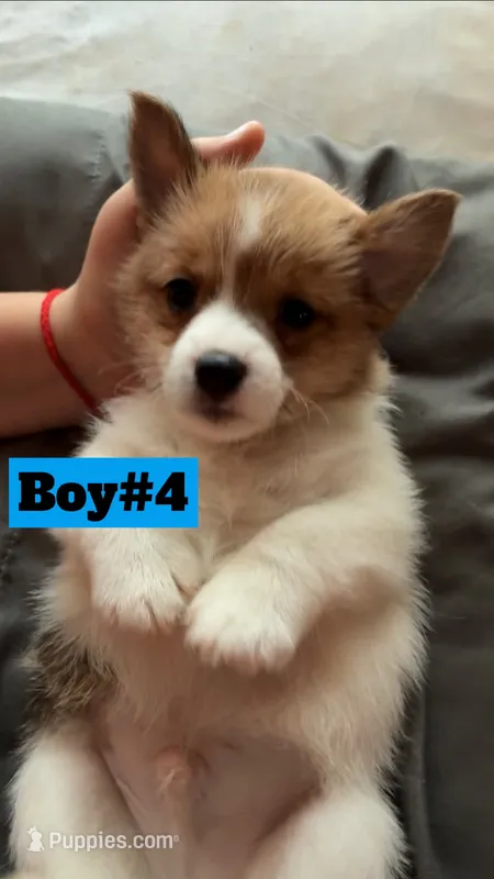 Sundae – Jack Russell Terrier, Pomeranian puppy for sale in Evergreen Park, IL