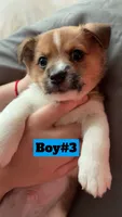 Sundae, a male Jack Russell Terrier and Pomeranian for sale in Evergreen Park, IL – 2 of 2