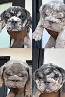 Seven, a female English Bulldog for sale in District of Columbia, DC – 4 of 4