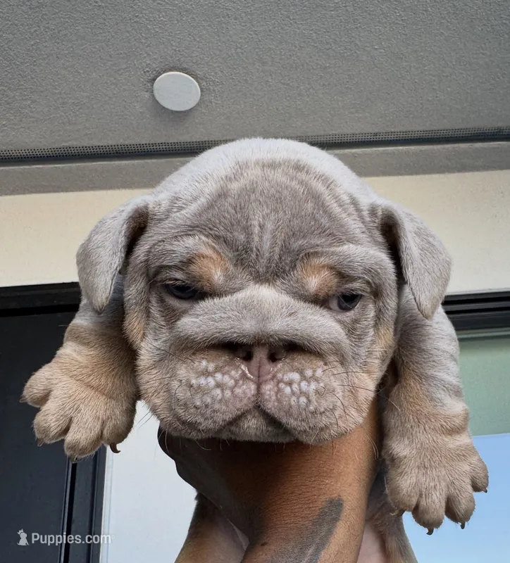 Rondo – English Bulldog puppy for sale in District of Columbia, DC