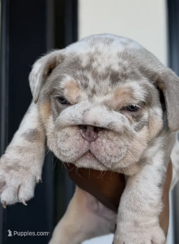 PUN – English Bulldog puppy for sale in District of Columbia, DC