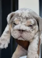 PUN, a male English Bulldog for sale in District of Columbia, DC – 1 of 4