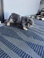 Seven, a female English Bulldog for sale in District of Columbia, DC – 2 of 4