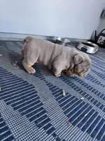 Rondo, a male English Bulldog for sale in District of Columbia, DC – 2 of 4