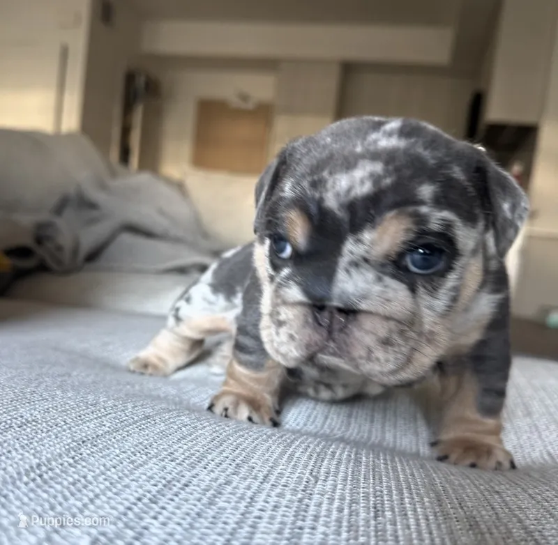 Seven – English Bulldog puppy for sale in District of Columbia, DC