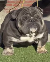 Rondo, a male English Bulldog for sale in District of Columbia, DC – 3 of 4