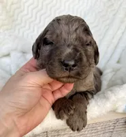 Maverick , a male Goldendoodle for sale in Fishers, IN – Photo 1 of 5