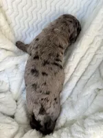 Maverick , a male Goldendoodle for sale in Fishers, IN – Photo 2 of 5