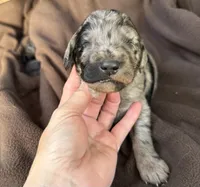 Kingsley, a male Goldendoodle for sale in Fishers, IN – 1 of 5