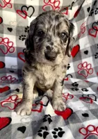 Kolter, a male Goldendoodle for sale in Fishers, IN – 1 of 8