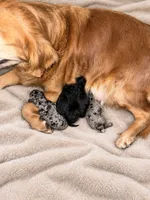 Mia, a female Goldendoodle for sale in Fishers, IN – 2 of 3