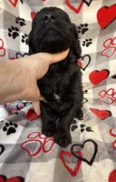 Willow, a female Goldendoodle for sale in Fishers, IN – 1 of 5