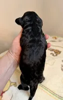 Mia, a female Goldendoodle for sale in Fishers, IN – 3 of 3