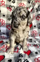 Kolter, a male Goldendoodle for sale in Fishers, IN – 2 of 8