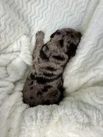 Teddy, a male Goldendoodle for sale in Fishers, IN – Photo 3 of 7