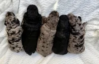 Teddy, a male Goldendoodle for sale in Fishers, IN – Photo 5 of 7