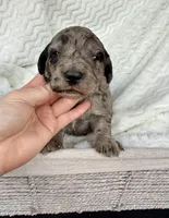 Teddy, a male Goldendoodle for sale in Fishers, IN – Photo 2 of 7