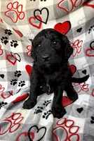 Willow, a female Goldendoodle for sale in Fishers, IN – 3 of 5