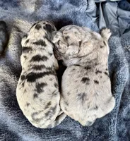Lilly, a female Goldendoodle for sale in Fishers, IN – Photo 6 of 9