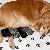 Lilly, a female Goldendoodle for sale in Fishers, IN – Photo 9 of 9