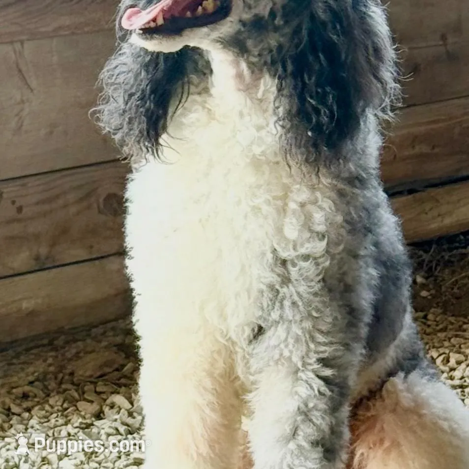 Lilly, a female Goldendoodle for sale in Fishers, IN – Photo 8 of 9
