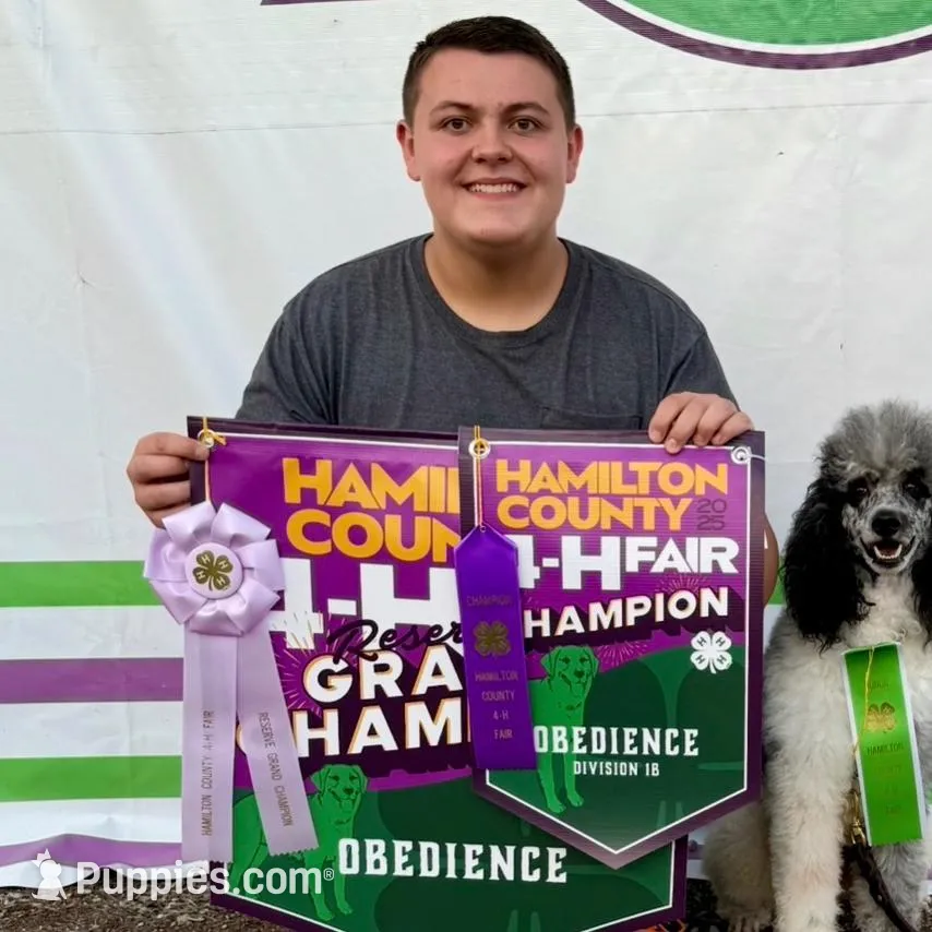 Lilly, a female Goldendoodle for sale in Fishers, IN – Photo 7 of 9