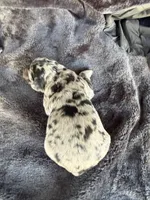 Lilly, a female Goldendoodle for sale in Fishers, IN – Photo 2 of 9