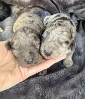Lilly, a female Goldendoodle for sale in Fishers, IN – Photo 4 of 9