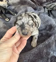 Lilly, a female Goldendoodle for sale in Fishers, IN – Photo 1 of 9