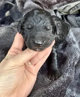 Lilly, a female Goldendoodle for sale in Fishers, IN – Photo 3 of 9