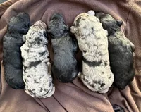 Kingsley, a male Goldendoodle for sale in Fishers, IN – 5 of 5