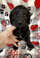Willow, a female Goldendoodle for sale in Fishers, IN – 5 of 5