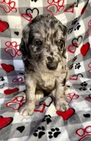 Kolter, a male Goldendoodle for sale in Fishers, IN – 3 of 8