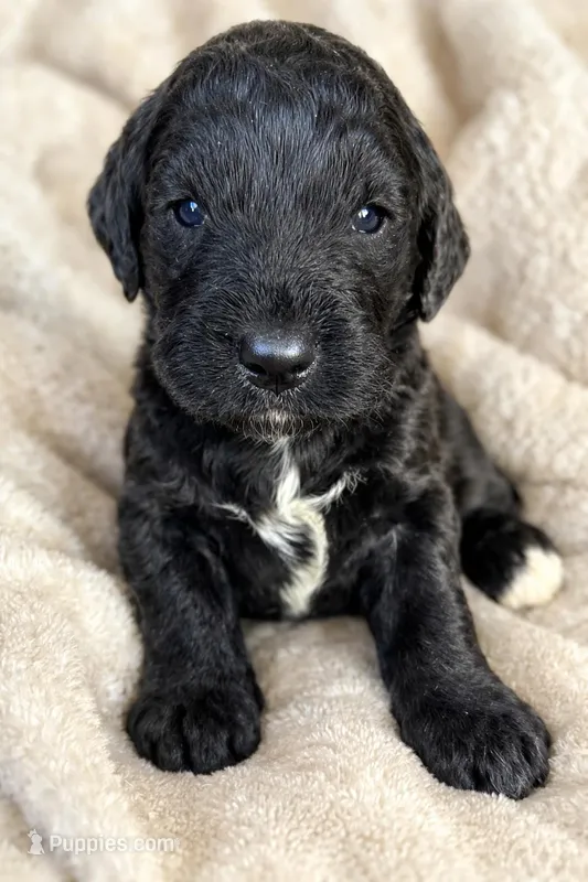 Milo – Goldendoodle puppy for sale in Fishers, IN