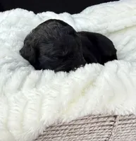 Milo, a male Goldendoodle for sale in Fishers, IN – Photo 2 of 6