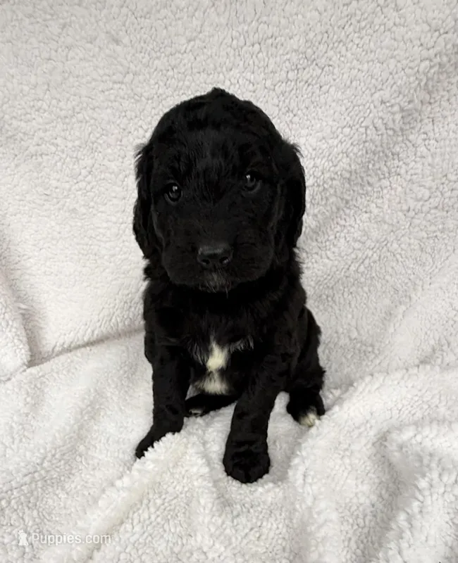Miley  – Goldendoodle puppy for sale in Fishers, IN