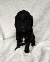 Willow , a female Goldendoodle for sale in Fishers, IN – Photo 3 of 7