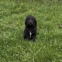 Willow , a female Goldendoodle for sale in Fishers, IN – Photo 2 of 7